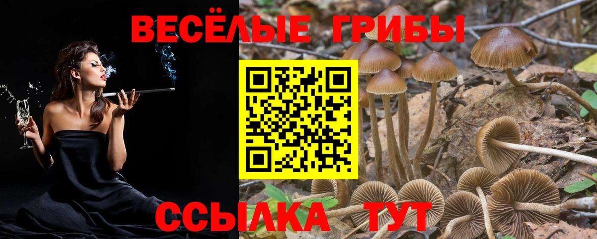 Зерноград  Галлюциногенные грибы Psilocybine cubensis  Вход с VPN  Псилоцибиновые грибы мицелий 